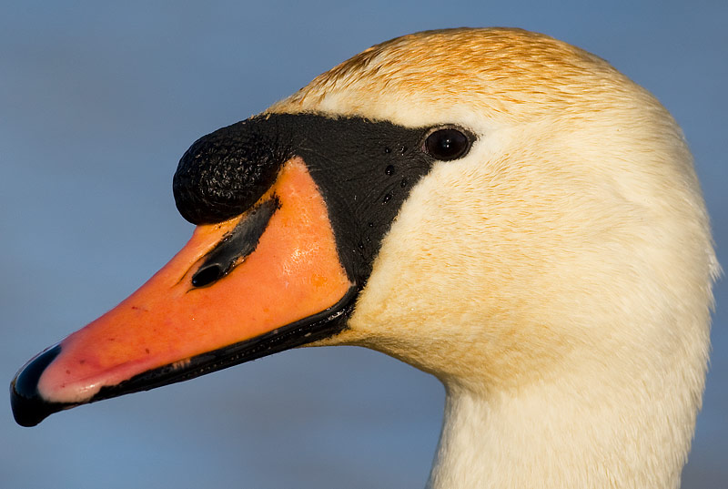 mute swan