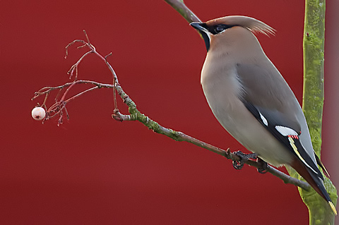 waxwing