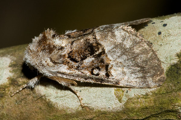 nut tree tussock