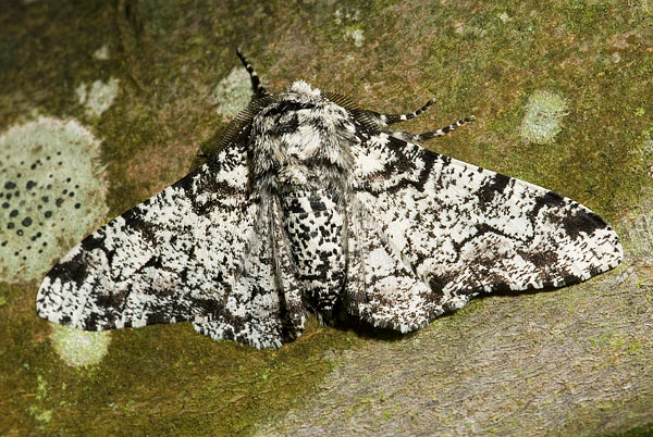 peppered moth