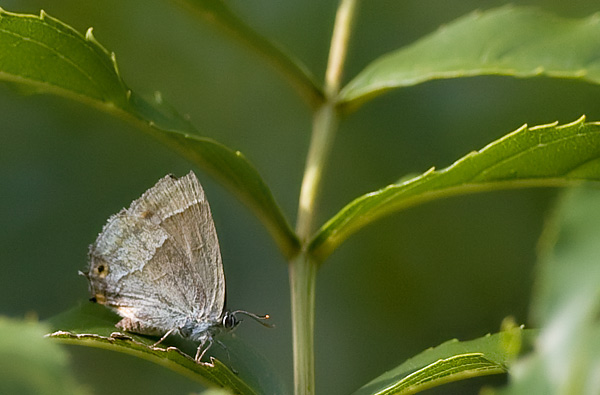 purple hairstreak