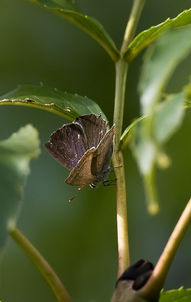 purple hairstreak