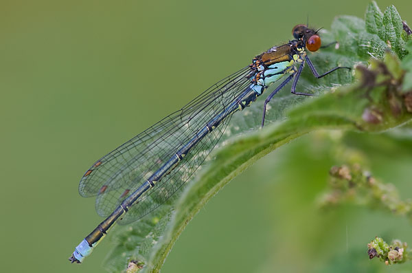red-eyed damselfly