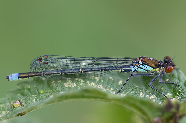 red-eyed damselfly