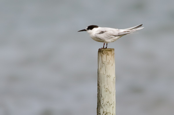 roseate tern