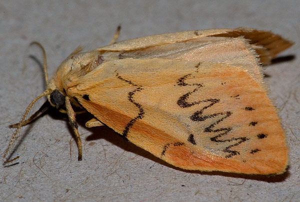 rosy footman