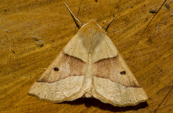 scalloped oak
