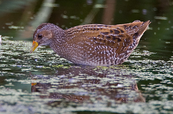 Spotted crake