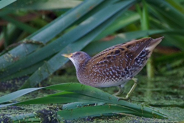 Spotted crake