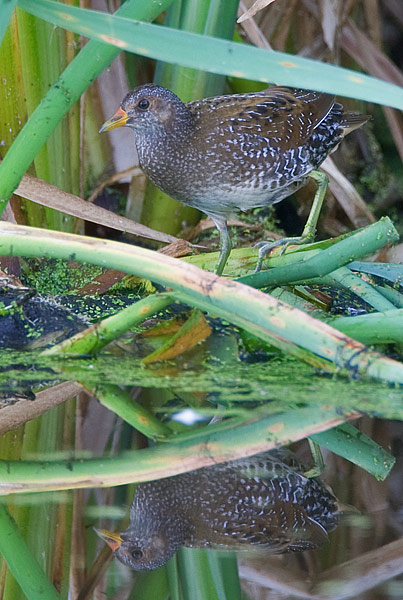 Spotted crake