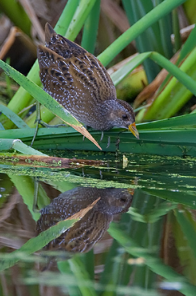 Spotted crake