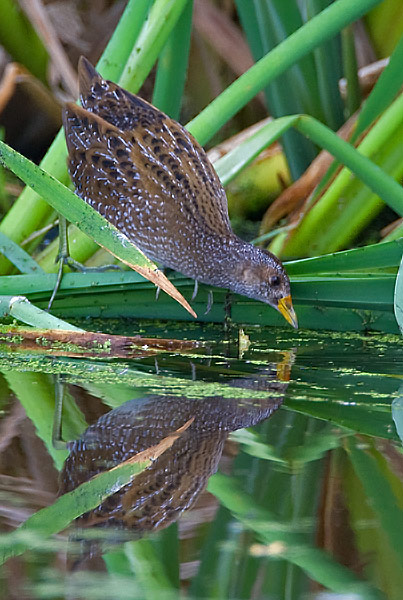 Spotted crake