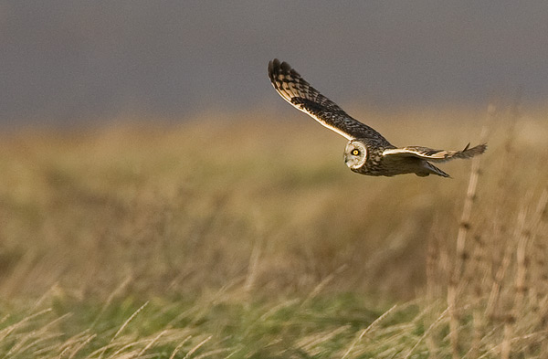 short-eared owl