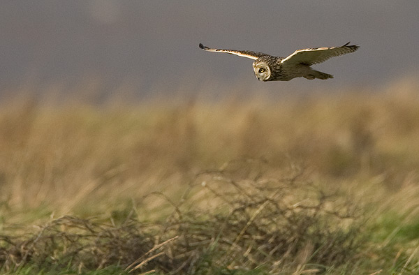 short-eared owl
