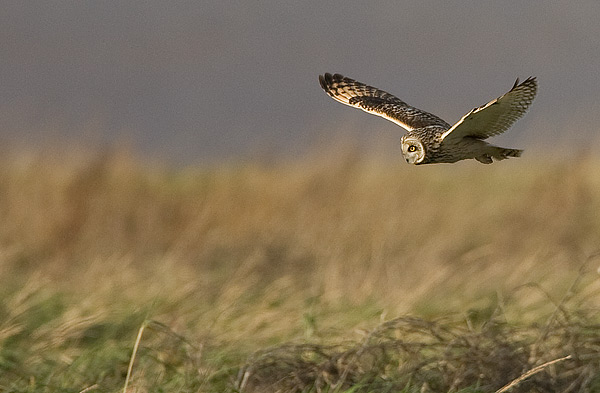 short-eared owl