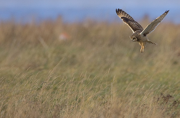 short-eared owl