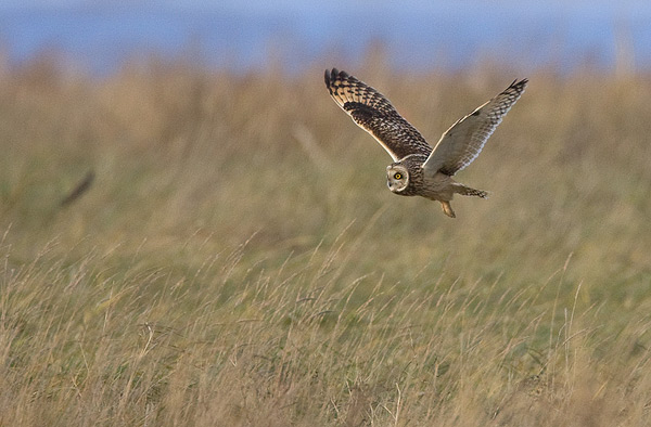 short-eared owl