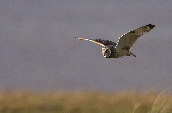 short-eared owl