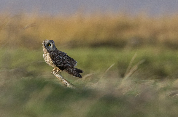 short-eared owl