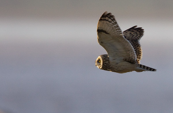 short-eared owl