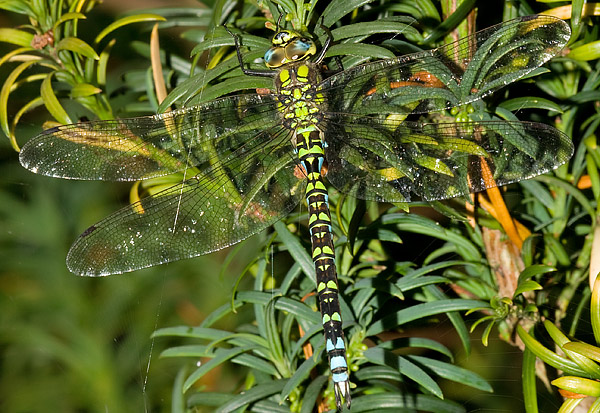 southern hawker