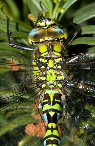 southern hawker