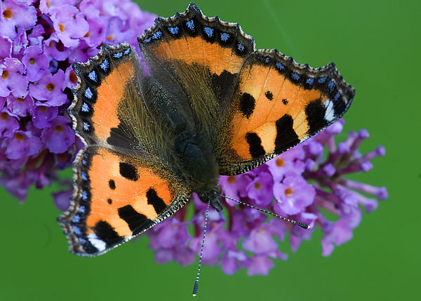 small tortoiseshell