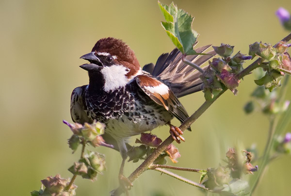Spanish sparrow