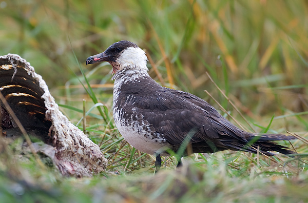 pomarine skua