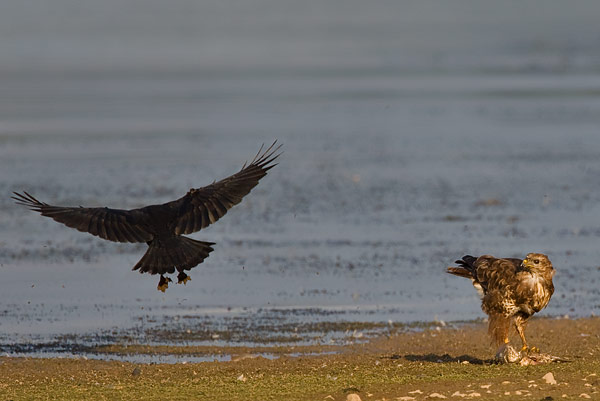 buzzard