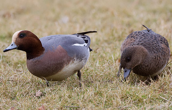 wigeon