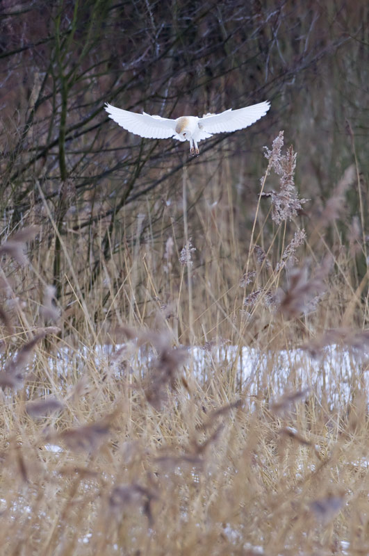 barn owl