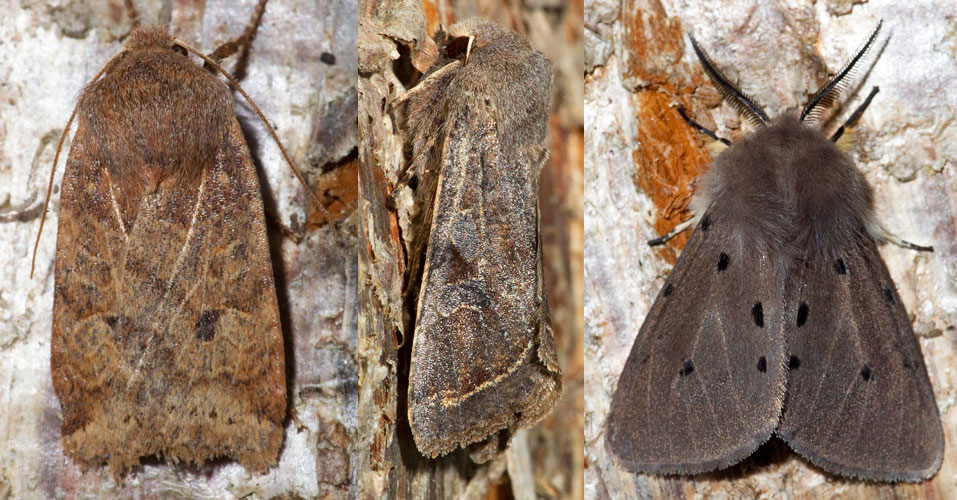 garden moths