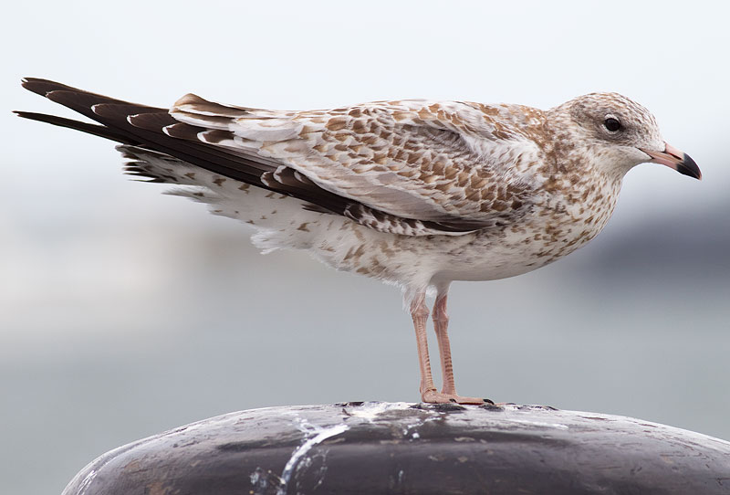 ring-billed gull