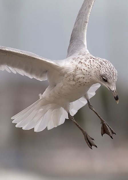 ring-billed gull