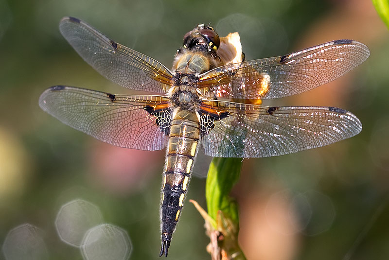 4-spotted chaser