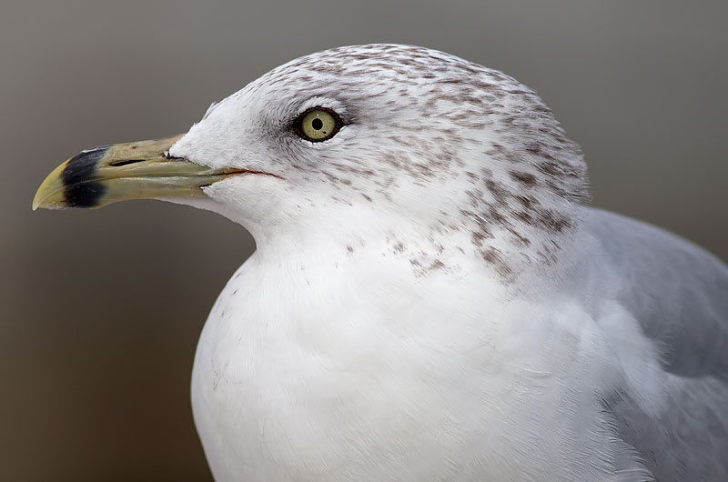 ring-billed gull
