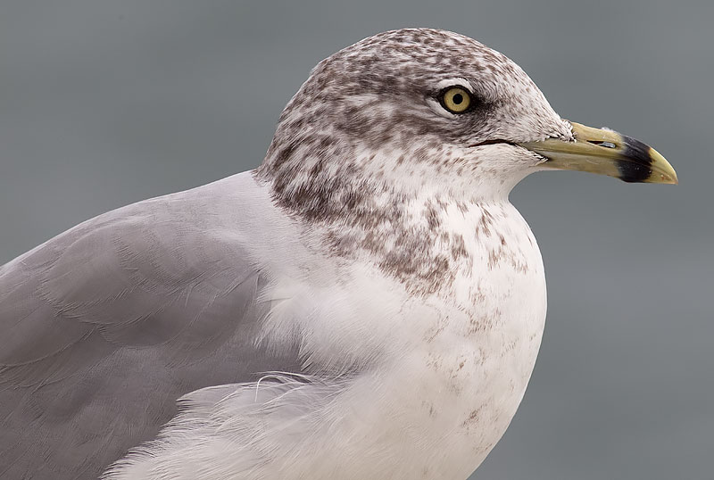ring-billed gull