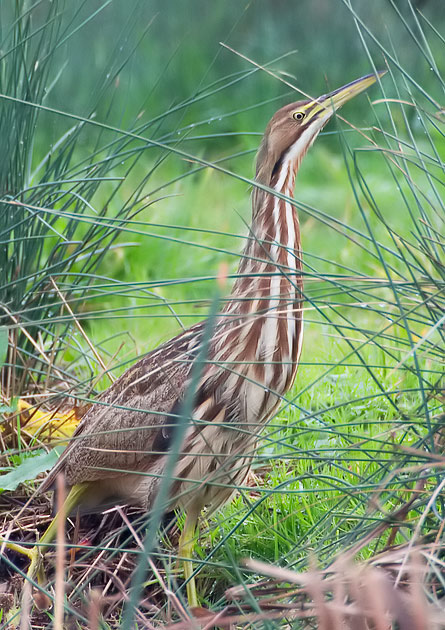 American bittern