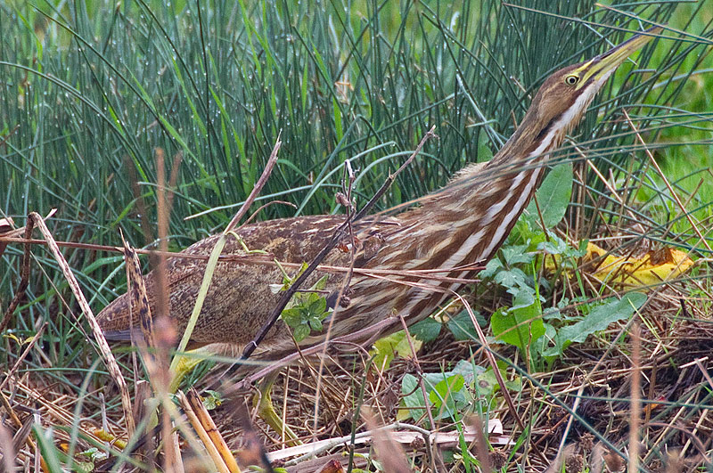 American bittern