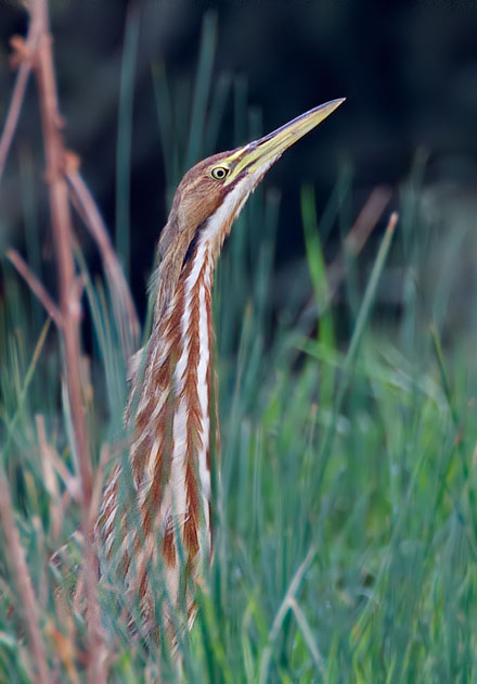 American bittern
