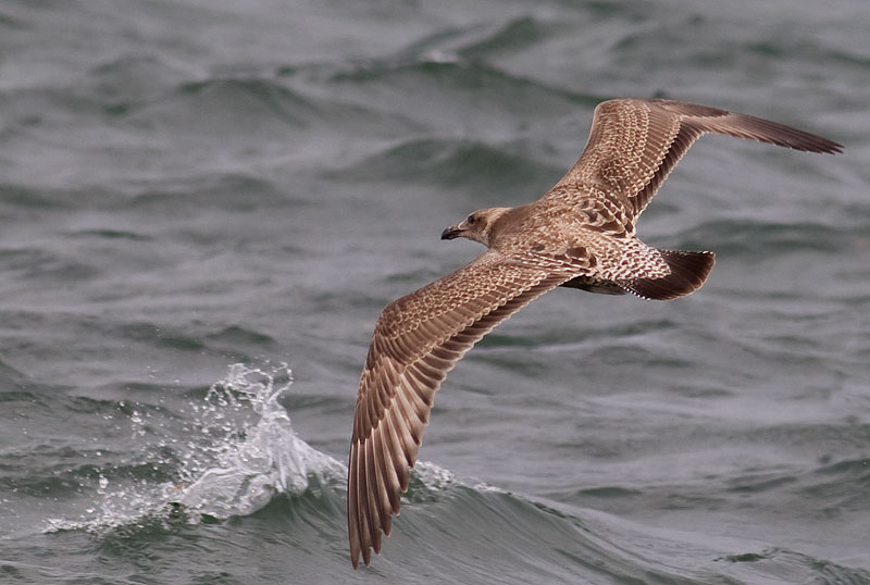 American herring gull