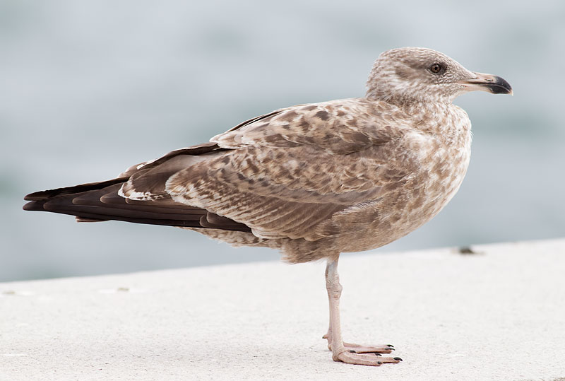 American herring gull