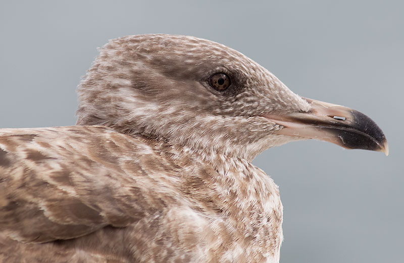 American herring gull