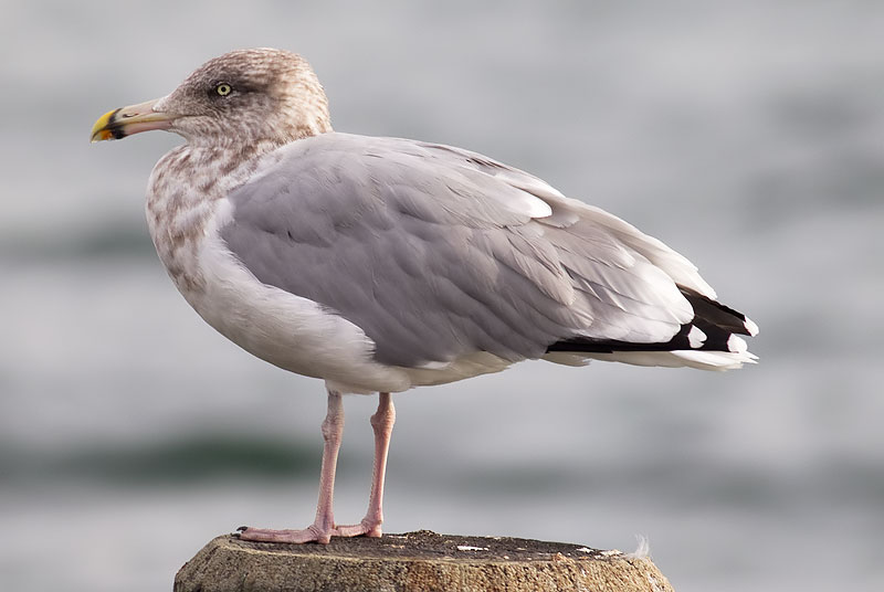 American herring gull