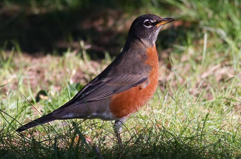 American robin