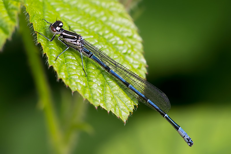 azure damselfly