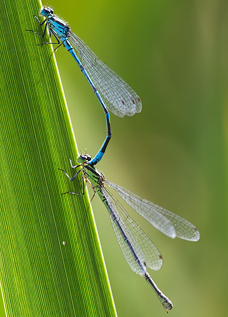 azure damselflies
