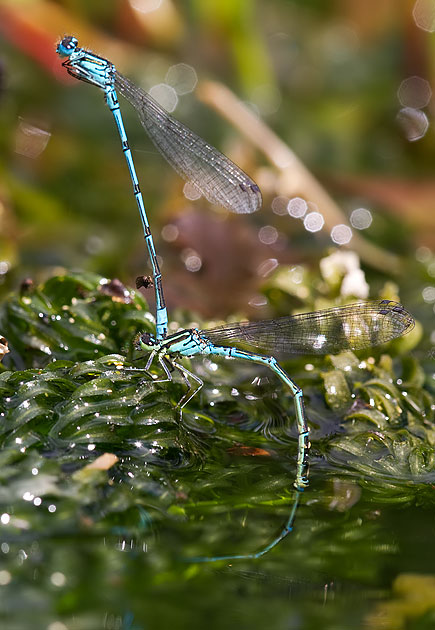 azure damselflies