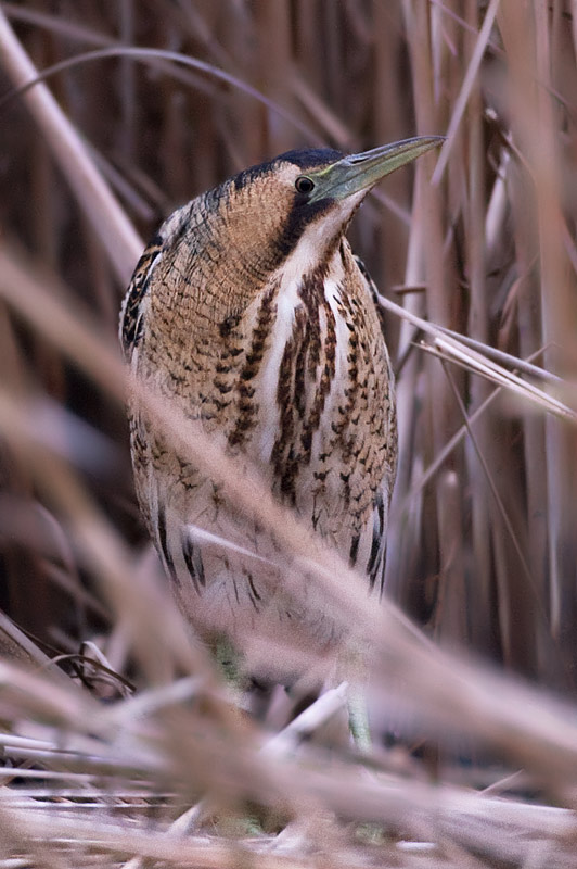 bittern
